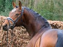 Caballos en venta