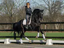 Caballos VIP en venta
